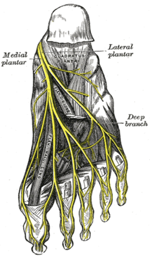 neuroma morton frosinone